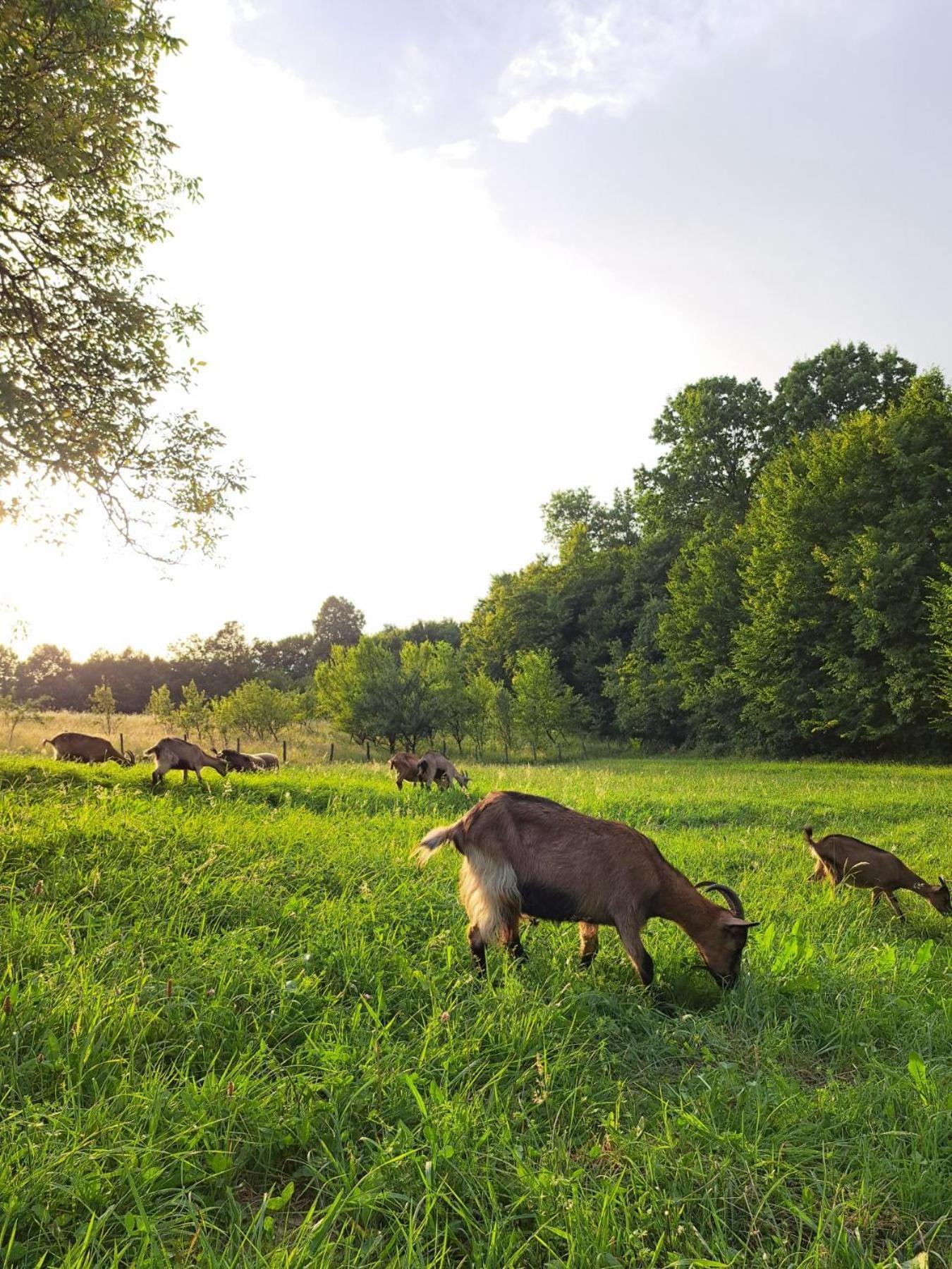 Mala farma Nani Small farm Nani Villa Visoko Exteriör bild