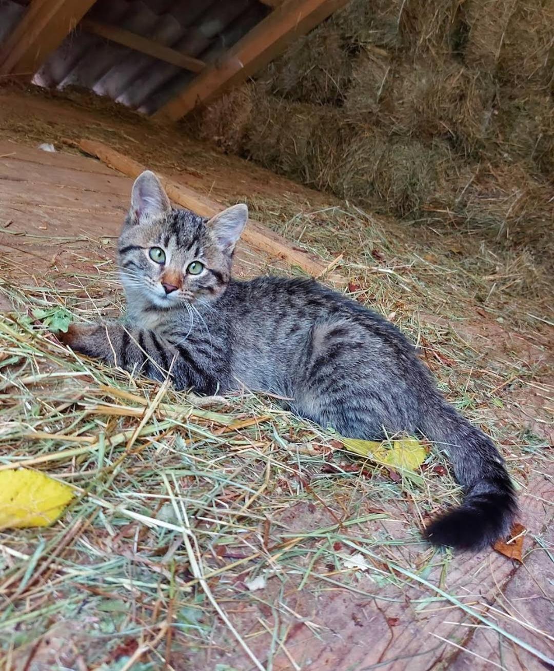 Mala farma Nani Small farm Nani Villa Visoko Exteriör bild